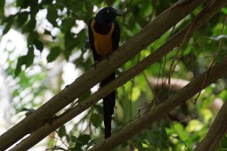 Lamprotornis regius - Königsglanzstar